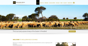 dohne sheep australia